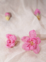 Cherry blossom with bright white background. sign of spring.