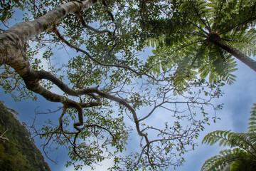 奄美大島、世界自然遺産の森、亜熱帯、森、
