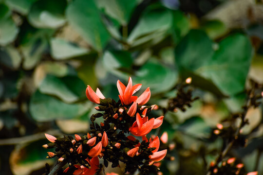 vibrant palash blossoms a celebration of nature