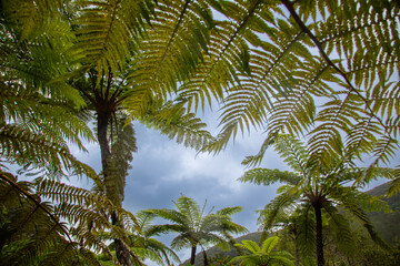 奄美大島、世界自然遺産の森、亜熱帯、森、
