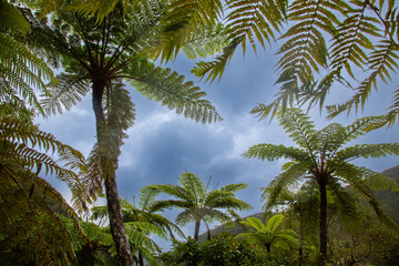 奄美大島、世界自然遺産の森、亜熱帯、森、