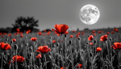 Obraz premium A striking monochromatic landscape is punctuated by vibrant red poppies, creating a powerful visual contrast. The scene is set against a backdrop of a large, luminous moon