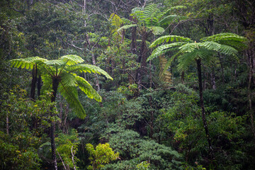 奄美大島、世界自然遺産の森、亜熱帯、森、
