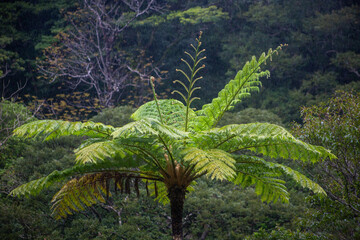 Fototapeta premium 奄美大島、世界自然遺産の森、亜熱帯、森、