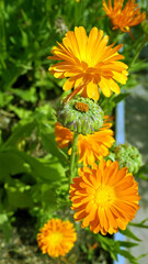 Yellow Wildflowers, marigold, yellow, flower, 