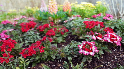 Verbena Flowers Growing in Soil