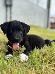 black labrador retriever