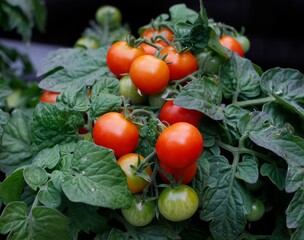 Balcony Red dwarf tomato with ripe red fruits