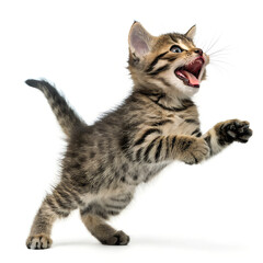 Obraz premium A tabby kitten in mid-air, seemingly leaping or jumping