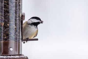 Close up of a Black-capped chickadee (Poecile atricapillus) with a black oiled sunflower seed in it's beak during a snow storm in Wisconsin.