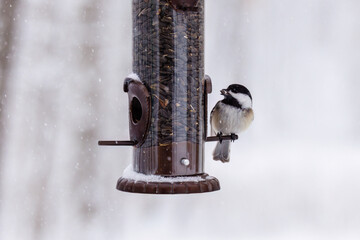 Close up of a Black-capped chickadee (Poecile atricapillus) with a black oiled sunflower seed in it's beak during a snow storm in Wisconsin.