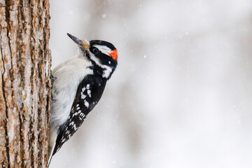 Hairy woodpecker (Leuconotopicus villosus) perched on an oak tree trunk during a snowstorm in Wisconsin