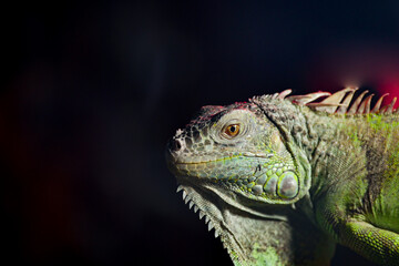Iguana displays vibrant colors against a dark background