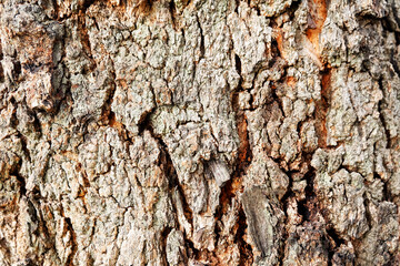 Tree pattern texture.
