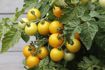  Dwarf Little Sun tomato plant with ripening fruits