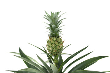 Small unripe pineapple with spiky green exterior and leafy crown stands out against a white backdrop © NetPix