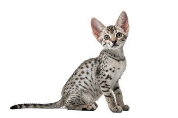 Egyptian Mau kitten isolated on white. Egyptian Mau kitten sitting in front of white background. Studio photo.