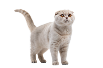Adult grey Scottish fold cat isolated on a white background. Scottish fold cute cat standing in front of white background.