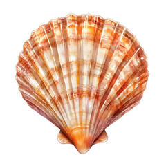 Obraz premium Watercolor painting of a beautiful scallop seashell isolated on transparent background