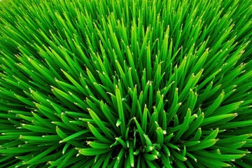 Fototapeta premium Natural grass texture, aerial view, lush green blades, growth, plant