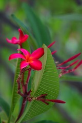 Red Frangipani flower for background image