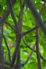 Cross-cut branches for background image