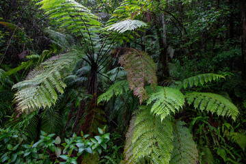 Fototapeta premium 奄美大島、世界自然遺産の森、亜熱帯、森、