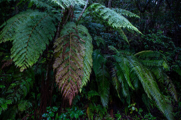 奄美大島、世界自然遺産の森、亜熱帯、森、