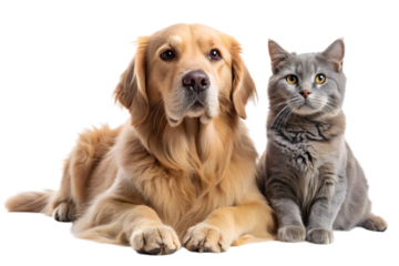 Best Friends: A loyal golden retriever and a sleek grey cat sit side-by-side, their contrasting coats and endearing expressions highlighting their bond, a true testament to interspecies friendship.