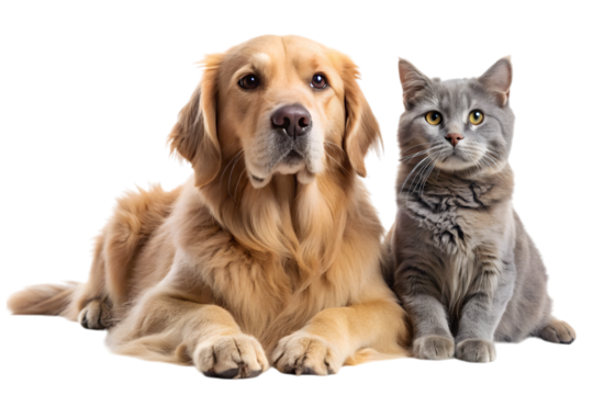 Best Friends: A loyal golden retriever and a sleek grey cat sit side-by-side, their contrasting coats and endearing expressions highlighting their bond, a true testament to interspecies friendship.