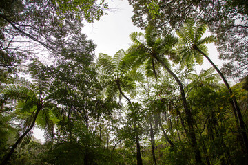 奄美大島、世界自然遺産の森、亜熱帯、森、