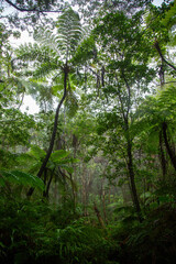 奄美大島、世界自然遺産の森、亜熱帯、森、