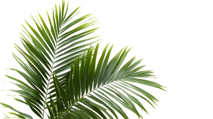 Obraz premium Lush green palm leaves on transparent background png ideal for white environments and nature-themed designs