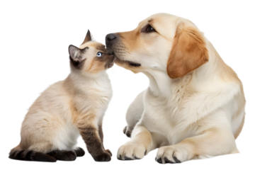Feline Affection and Canine Companionship: A Siamese cat tenderly nuzzles a friendly Labrador, creating a heartwarming scene of interspecies affection and companionship.