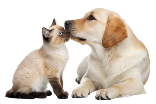 Feline Affection and Canine Companionship: A Siamese cat tenderly nuzzles a friendly Labrador, creating a heartwarming scene of interspecies affection and companionship.