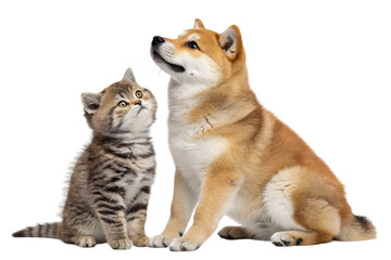 Adorable Duo: A curious kitten and a Shiba Inu dog gaze upwards, captured in a moment of shared wonder and innocence, perfect for heartwarming visuals.