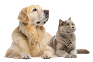 Loyal Companions: A golden retriever and a gray cat, two domestic animals, are looking upwards in unison, showing a bond of companionship and mutual affection.