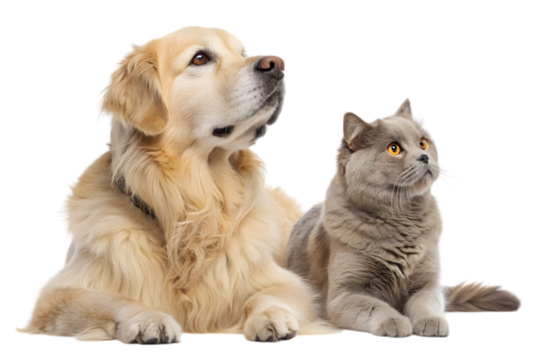 Loyal Companions: A golden retriever and a gray cat, two domestic animals, are looking upwards in unison, showing a bond of companionship and mutual affection.