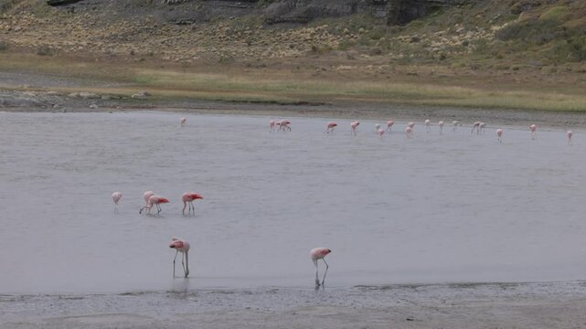 a wide angle view of a chilean flamingo flock feeding at a lagoon of torres del paine national park in patagonian, chile