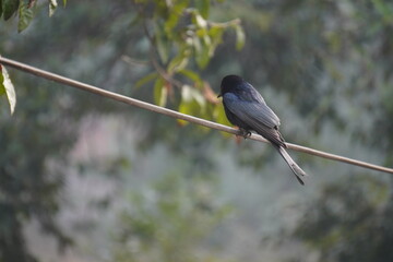 The Black Drongo (Dicrurus macrocercus) is a glossy black, agile, fork-tailed bird known for its...