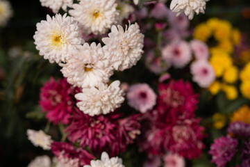 Beautiful colorful flower