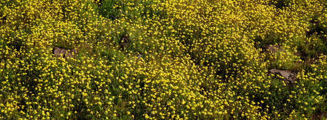 Super bloom of yellow flowers panorama 