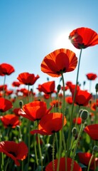 Obraz premium A beautiful field of red tulips and poppies under a blue sky