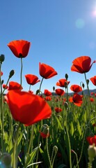Naklejka premium A beautiful field of red tulips and poppies under a blue sky