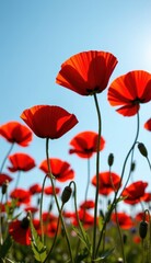 Obraz premium A beautiful field of red tulips and poppies under a blue sky