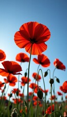 Obraz premium A beautiful field of red tulips and poppies under a blue sky