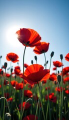 Fototapeta premium A beautiful field of red tulips and poppies under a blue sky