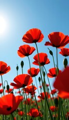 Obraz premium A beautiful field of red tulips and poppies under a blue sky