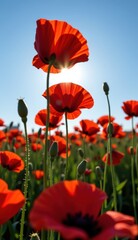 Obraz premium A beautiful field of red tulips and poppies under a blue sky