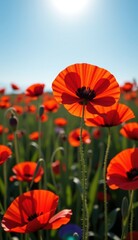 Obraz premium A beautiful field of red tulips and poppies under a blue sky